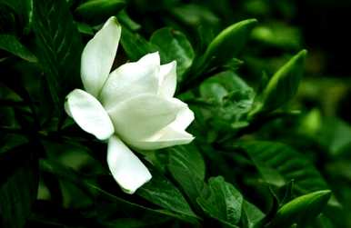 栀子花什么时候开花，栀子花怎么开第二次？