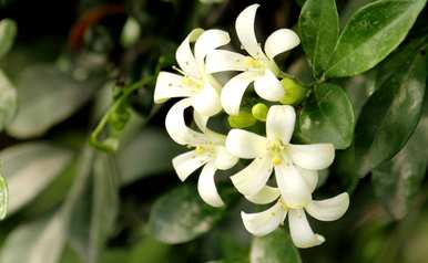 九里香花适合室内养吗？九里香适合室内养吗？