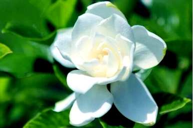 栀子花什么时候开花，栀子花怎么开第二次？