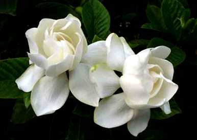 栀子花什么时候开花，栀子花怎么开第二次？