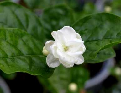 栀子花什么时候开花，栀子花怎么开第二次？