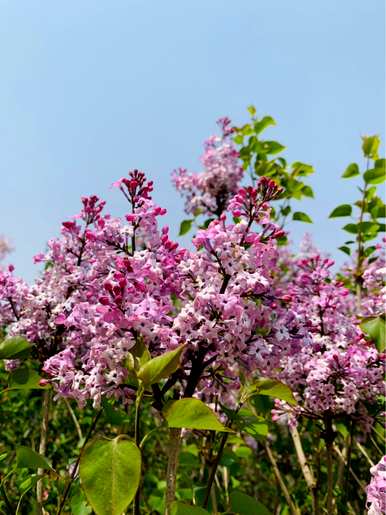春天开花的名字和图片是什么，春天开花的常见名字是什么？