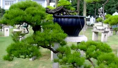 嫁接马尾松做盆景，马尾松能嫁接什么树？