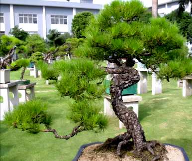 嫁接马尾松做盆景，马尾松能嫁接什么树？
