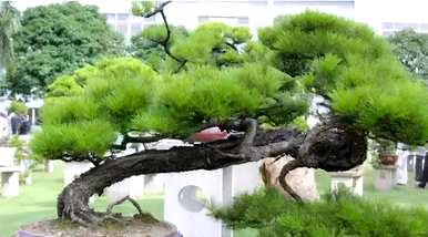 嫁接马尾松做盆景，马尾松能嫁接什么树？