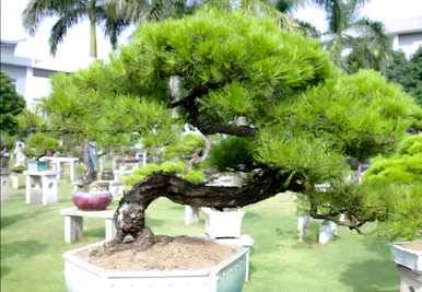 嫁接马尾松做盆景，马尾松能嫁接什么树？