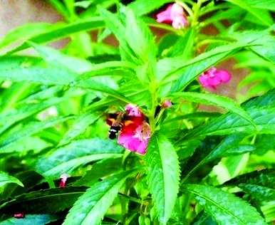 指甲花的学名是桃红，桃红指甲花的功效