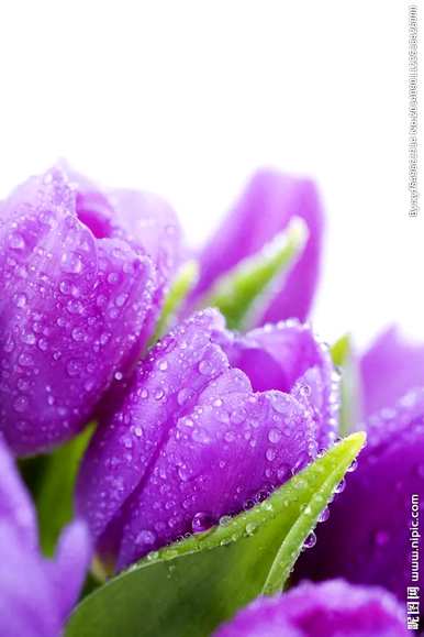 郁金香花语象征和寓意，粉色郁金香花语和寓意