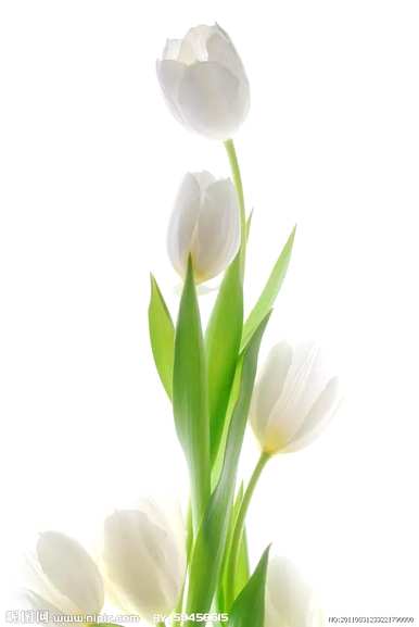 郁金香花语象征和寓意，粉色郁金香花语和寓意