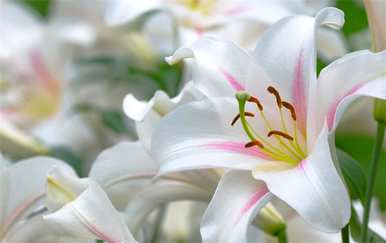 百合花的花语和寓意是什么？百合花的花语和寓意是什么？