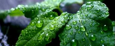 水培盆栽薄荷种植方法、薄荷水培扦插方法全过程