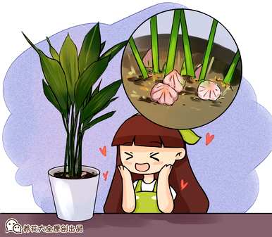 一叶兰在室内繁殖，放置室内植物一叶兰