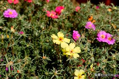 太阳花籽品种介绍，种植太阳花籽的方法