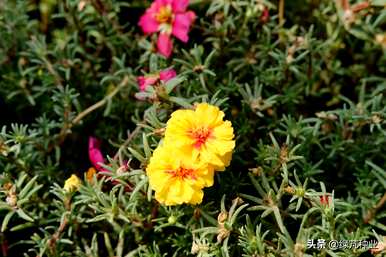 太阳花籽品种介绍，种植太阳花籽的方法