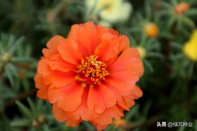 太阳花籽品种介绍，种植太阳花籽的方法
