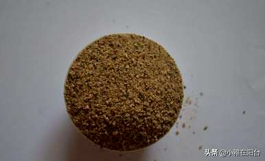 仙人掌狂刺金琥开花，金琥仙人掌怎么开花？
