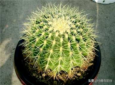 仙人掌狂刺金琥开花，金琥仙人掌怎么开花？