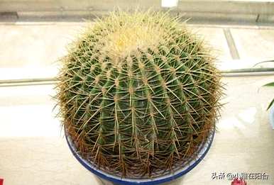 仙人掌狂刺金琥开花，金琥仙人掌怎么开花？