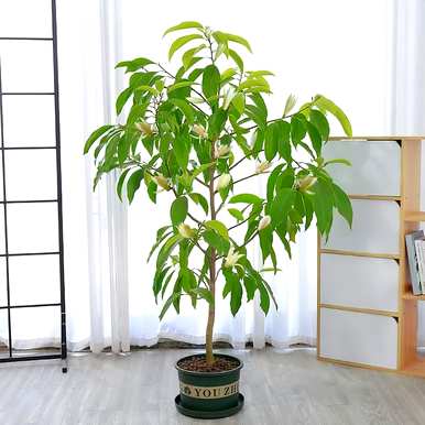白兰花语言和传说英语，白兰花语言和象征意义