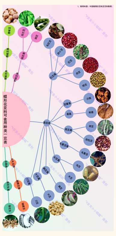 豆科植物有哪些种类，豆科植物有哪些主要类别？