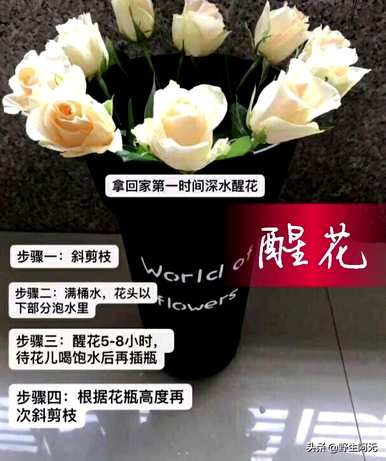 冰淇淋色洋桔梗的花语和洋桔梗的花语是什么意思？