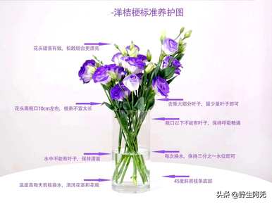 冰淇淋色洋桔梗的花语和洋桔梗的花语是什么意思？