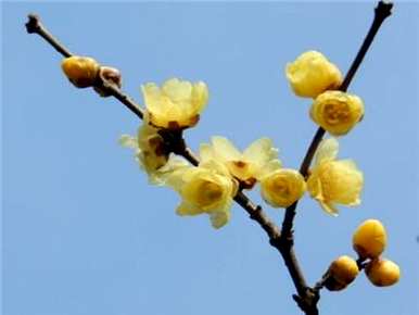腊梅花种子什么季节播种？腊梅花种子能在秋天播种吗？