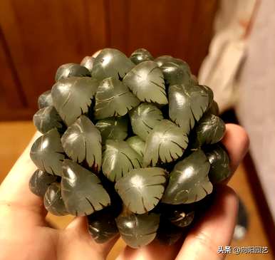 冰灯玉露和姬玉露一样吗视频，姬玉露和冰灯玉露哪个品种更好？