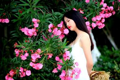 夹竹桃的叶子是什么样的，类似于夹竹桃的叶子