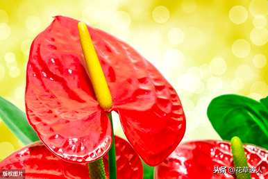 火鹤花语图，火鹤花语图