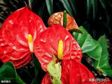 火鹤花语图，火鹤花语图