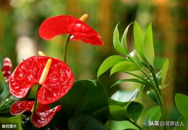 火鹤花语图，火鹤花语图