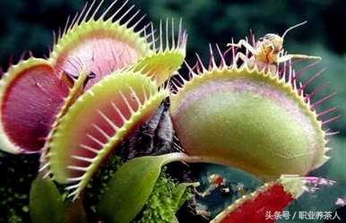食人花百科全书信息，食人花信息介绍