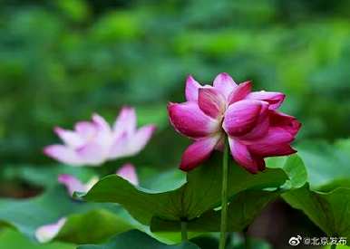 蒂莲的寓意和象征意义是什么，蒂莲的象征意义是什么？