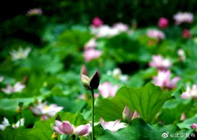 蒂莲的寓意和象征意义是什么，蒂莲的象征意义是什么？