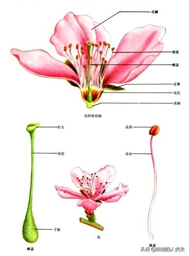 被子植物的特点是什么，被子植物的生殖过程是什么