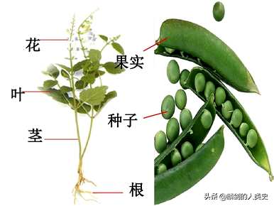 被子植物的特点是什么，被子植物的生殖过程是什么