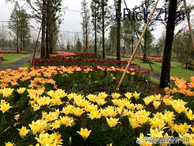 昆明百合种植基地，昆明百合种植基地