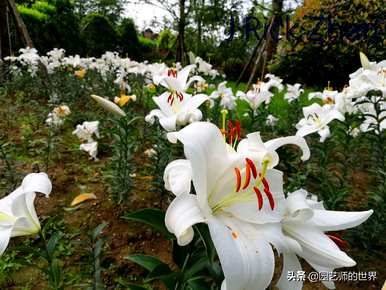 昆明百合种植基地，昆明百合种植基地