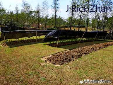 昆明百合种植基地，昆明百合种植基地