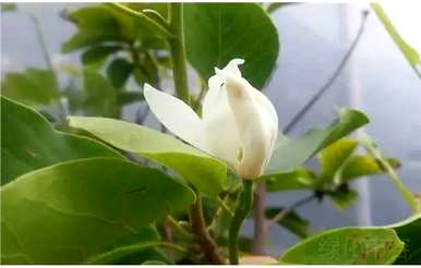 白兰花一年开一次花吗？白兰花一年开几次花？