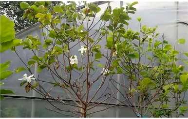 白兰花一年开一次花吗？白兰花一年开几次花？