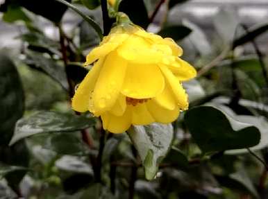 金花茶适合大面积种植吗？金花茶适合室内种植吗？