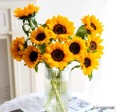 如何画向日葵花，如何画向日葵花有什么特点？