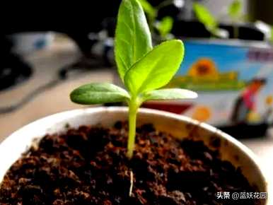 如何画向日葵花，如何画向日葵花有什么特点？
