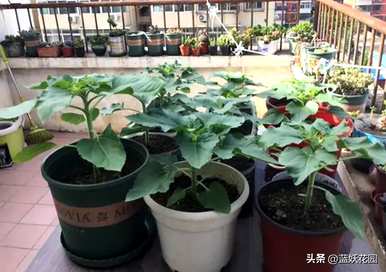 如何画向日葵花，如何画向日葵花有什么特点？