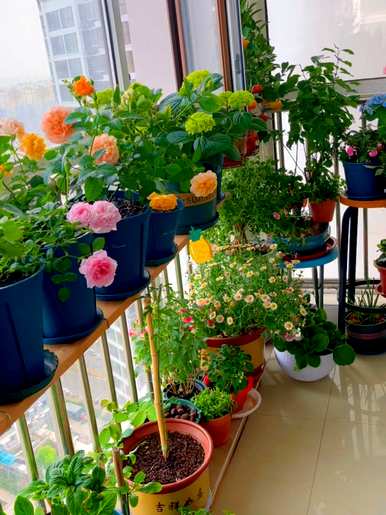 花中皇后指的是什么花，花中皇后指的是什么花图？