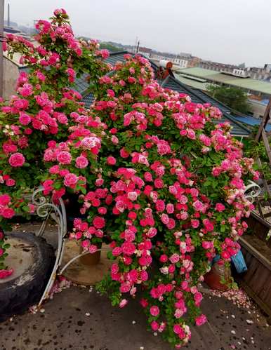 花中皇后指的是什么花，花中皇后指的是什么花图？