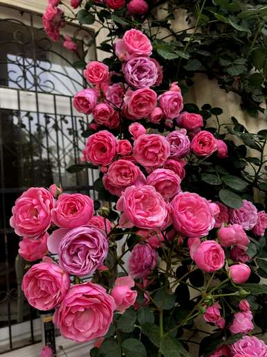 花中皇后指的是什么花，花中皇后指的是什么花图？