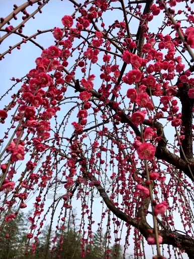 花中皇后指的是什么花，花中皇后指的是什么花图？